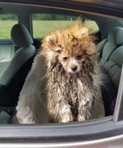 Andis 65730 Stainless-Steel Comb for Knots, Mats & Loose Hair Removal - Effective Dematting Tool, Comfortable, Lightweight, Portable & Safe for Dogs, Cats & Pets – Silver, 7-1/2-Inch 7 1/2" 25 71wVRByLTCL 1