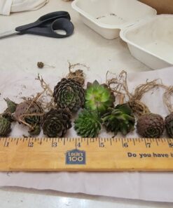 Miracle-Gro Cactus, Palm & Citrus Soil - For Containers , Added Fertilizer Feeds for 6 Months, 8 qt. Potting Mix 27 71wWtlvStmL