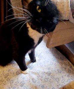 Sheba Wet Food PERFECT PORTIONS Paté Adult Wet Cat Food Trays (24 Count, 48 Servings), Delicate Salmon Entrée, Easy Peel Twin-Pack Trays , 1.32 Ounce (Pack of 48) 1.32 Ounce (Pack of 48) 42 71wZIhV3uLL