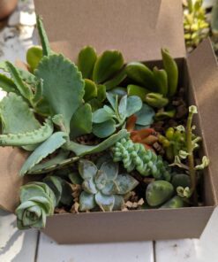 FATPLANTS 10 Living Succulent Cuttings 79 71wZRfVudeL