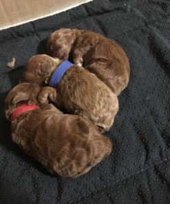 K&H Pet Products Self-Warming Crate Pad, Warming Dog Crate Bed, Machine Washable Dog Crate Mat, Gray X-Small 14 X 22 Inches 22.0"L x 14.0"W x 1.0"Th 43 71wZeM44i3L 1