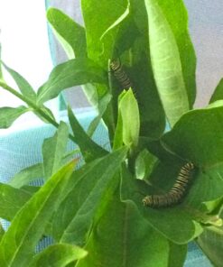 Trasfit Pop-up Insect and Butterfly Habitat Cage Terrarium - 24 Inches Tall 69 71wZim0YZSL