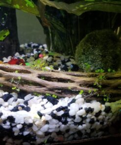 SunGrow Cholla Wood, 5” Climbing Logs, Chew Toy, Aquarium Fish, Snail & Shrimp Driftwood, Décor Adds Raw Beauty, 3 Pack (3 Pieces, 5 inches) 45 71wakDsLNUL 2