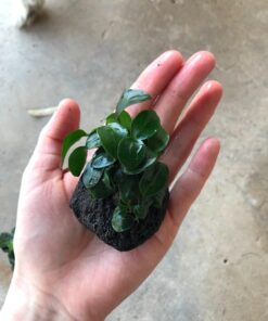 (Anubias Nana Petite Lava Stone) Anubias, Java Fern, Moss and More! Freshwater Live Aquarium Plants on Driftwood for Aquatic Tropical Fish Tank Decorations - Easy to Drop by Greenpro Anubias Petite Lava Stone 30 71wc4LGqQ0L