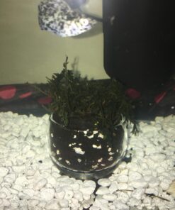 Bolbitis Difformis Baby Leaf Fern Potted Live Aquarium Plants for Freshwater Fish Tank by Greenpro 36 71we5LTDdL