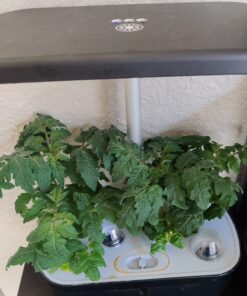 AeroGarden Red Heirloom Cherry Tomato Seed Pod Kit for AeroGarden Hydroponic Indoor Garden, 6-Pod 47 71wfoUKdILL