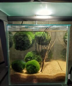 Marina CUBUS Glass Betta Kit – Elegant Glass Aquarium for Homes or Offices 32 71wge4OcCLL