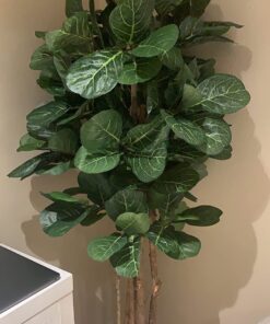 Nearly Natural 6ft Fiddle Leaf Fig Artificial Trees, 72in, Green 72 in 48 71wgqFJPqL
