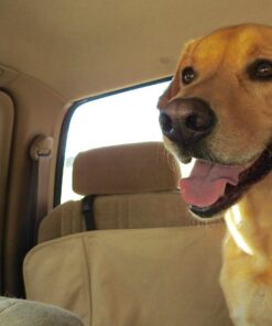 Nikon COOLPIX P900 Digital Camera (Black) 90 71wiHwh1aHL