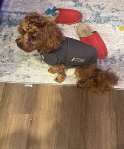 ThunderShirt Classic Dog Anxiety Jacket, Heather Grey, Small 42 71wiRZpIu7L