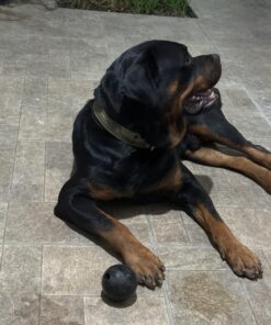 KONG - Extreme Ball - Durable Rubber Dog Toy for Power Chewers, Black - for Medium/Large Dogs 26 71wiqpLG5WL