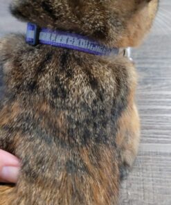 Upgraded Version - Reflective Cat Collar with Bell, Set of 6, Solid & Safe Collars for Cats, Nylon, Mixed Colors, Pet Collar, Breakaway Cat Collar Charms, Free Replacement 34 71wjT47EemL 1