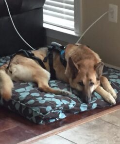 Molly Mutt Huge Dog Bed Cover - Your Hand in Mine Print - Measures 36”x45”x5’’ - 100% Cotton - Durable - Breathable - Sustainable - Machine Washable Dog Bed Cover 30 71wlNhLJINL