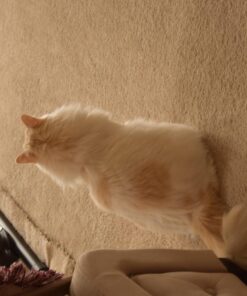 Nikon D3300 24.2 MP CMOS Digital SLR with Auto Focus-S DX NIKKOR 18-55mm f/3.5-5.6G VR II Zoom Lens (Red) 34 71wmZKgHylL