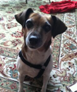 GREENIES Weight Management TEENIE Natural Dog Dental Care Chews Weight Control Dog Treats, 27 oz. Pack (96 Treats) 57 71woRxGaezL