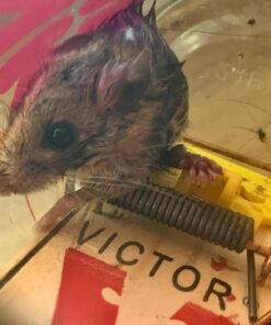 Victor 100061105 TRAP-4/PACK Easy Set Mouse Trap (4 Pack) 10 71wpAK00LKL