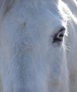 Nikon D3300 24.2 MP CMOS Digital SLR with Auto Focus-S DX NIKKOR 18-55mm f/3.5-5.6G VR II Zoom Lens (Red) 25 71wrwYpgsL