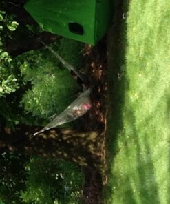 Stansport Hammock Tree Straps - 2 Pack (31005) 21 71wv99Vu3L