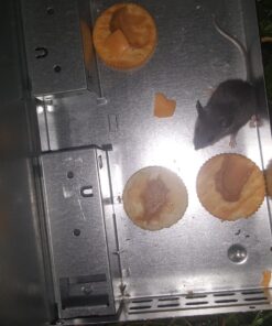 Victor M310S Tin Cat Multi-Catch Live Mouse Trap - Indoor and Outdoor Humane Catch and Release 1 Trap 34 71wxRRpNnL