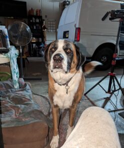 Milk-Bone Original Dog Biscuits, Medium Crunchy Dog Treats, 10 Pound 31 71wyiiPalTL