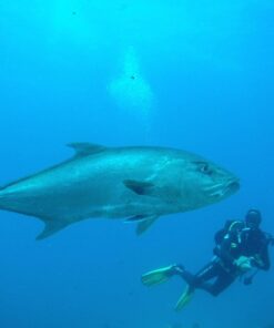 Fujifilm FinePix XP80 Waterproof Digital Camera with 2.7-Inch LCD (Yellow) Yellow 70 71x RdgrlDL