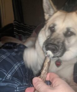 Best Bully Sticks All Natural Premium 12 Inch Jumbo Bully Sticks for Large Dogs - USA Baked & Packed - 100% Grass-Fed Beef - Single-Ingredient Grain & Rawhide Free Dog Chews - 8 Pack 12" Natural Scent 8 Count (Pack of 1) 35 71x bv0sZXL 3