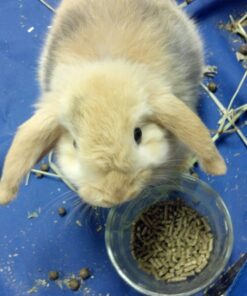 Oxbow Essentials Adult Rabbit Food - All Natural Adult Rabbit Pellets - Veterinarian Recommended- No Seeds, Fruits, or Artificial Ingredients- All Natural Vitamins & Minerals- Made in the USA- 10 lb. 10 Pound (Pack of 1) 32 71x0LVQobL 1