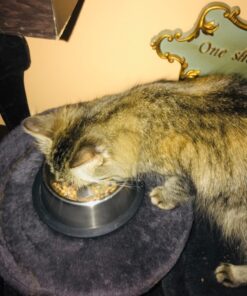 Purina Fancy Feast Grilled Gravy Wet Cat Food, Delights Grilled Tuna & Cheddar Cheese Feast - (24) 3 oz. Cans Cheddar Delights in Gravy 3.00 Ounce (Pack of 24) 49 71x0btY3iL