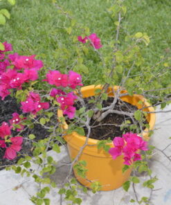 Nikon D3200 24.2 MP CMOS Digital SLR with 18-55mm f/3.5-5.6 Auto Focus-S DX VR NIKKOR Zoom Lens (Black) (OLD MODEL) Black w/ 18-55mm Base 80 71x16E7HHVL