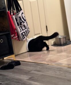 The Kitty Pass Interior cat Door - let Your cat in and Out of Closed Doors, Secure pet Proof gate Latch - for Cats up to 21 lbs 9x12 29 71x16UnTlWL