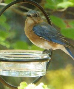 Mosaic Birds Hummble Basic Bird Feeder, M045-200, 3.4 Ounce Capacity, Clear, 1 Piece 34 71x2XzueNdL