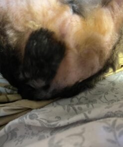 WAHL Groomsman Battery Operated Facial Hair Trimmer for Beard & Mustache Trimming Including Light Detailing and Body Grooming – Model 9906-717V Silver 16 71x3lyG19rL