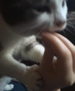 Wellness Kittles Crunchy Natural Grain Free Cat Treats, Salmon & Cranberry, 2-Ounce Bag 2 Ounce (Pack of 1) 43 71x4vjBAg6L 1