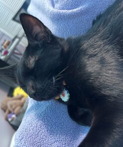 FELINE GREENIES SMARTBITES Skin & Fur Crunchy and Soft Natural Cat Treats, Salmon Flavor, 2.1 oz. Pack 2.1 Ounce (Pack of 1) 35 71x5KXV 1L