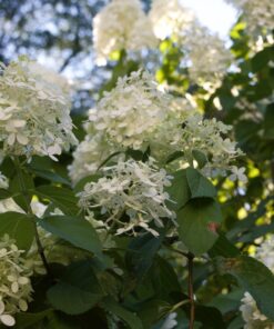 Nikon D3200 24.2 MP CMOS Digital SLR with 18-55mm f/3.5-5.6 Auto Focus-S DX VR NIKKOR Zoom Lens (Black) (OLD MODEL) Black w/ 18-55mm Base 59 71x6BX lrQL