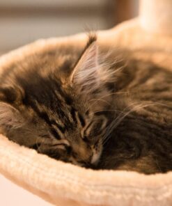 Go Pet Club Classic Cat Tree, Faux Fur Finish, Sisal Rope Scratcher, 62"H, Beige 61 71x6yMgbByL