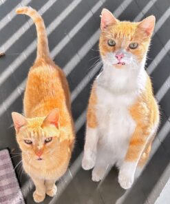 Petmate Aspen Pet Self Warming Round Bed, 19.5 Inches, Barn Red and Cream 19.5"L x 19.5"W x 7.0"Th 36 71x7cixj7PL