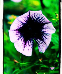 Corel PaintShop Pro X9 Ultimate (Old Version) 12 71x80x1NfeL