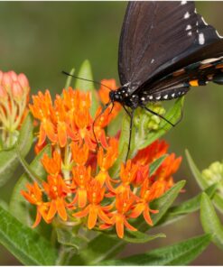 Seed Needs, Milkweed Seed Packet Collection to Attract Monarch Butterflies (6 Individual Seed Varieties to Plant) Heirloom & Untreated Seeds 6 Pack 24 71xABZA8csL