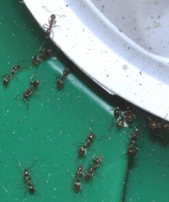 Terro 1806 Outdoor Liquid Ant Baits, 1.0 fl. oz. - 6 count 31 71xAT0fUc3L