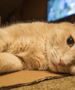 Rokinon 14mm f/2.8 IF ED UMC Ultra Wide Angle Fixed Lens w/ Built-in AE Chip for Nikon 48 71xDiDVxpxL