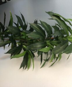 Nearly Natural 6596 6ft. Dracaena Silk Plant (Real Touch),Green 40 71xI0KYCoXL