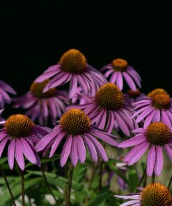 Meike 50mm F1.7 Full Frame Manual Focus Prime Lens Compatible with Z Mount Cameras Z5 Z6 Z7 Z30 Z50 43 71xLEqu3SoL