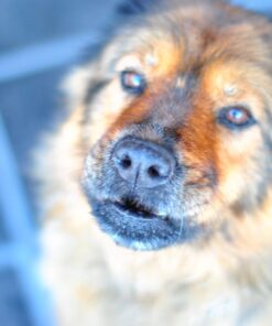 Nikon AF-S FX NIKKOR 50mm f/1.4G Lens with Auto Focus for Nikon DSLR Cameras Lens Only 38 71xNOYRCv1L