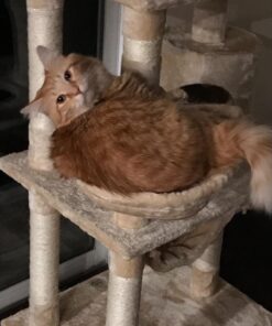 Go Pet Club Classic Cat Tree, Faux Fur Finish, Sisal Rope Scratcher, 62"H, Beige 41 71xNQaYnsDL