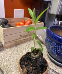 Seed Needs, Swamp Milkweed Seed Packet Collection (2 Varieties of Asclepias for Planting and Attracting Monarch Butterflies) Heirloom, Untreated & Open Pollinated 41 71xOSN2SaL