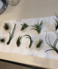 Air Plants Tillandsia Assortment 10 Pack Easy Houseplants for Beginners Small to Medium 1.5"-6"+ 32 71xPPMqxNzL