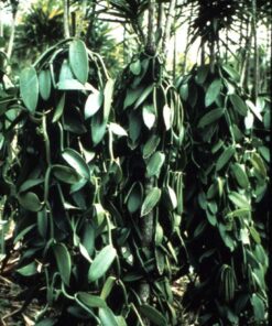 Bakto Flavors Vanilla Beans-Madagascar Gourmet-10 beans-Safest Products on the Market 14 71xRURspkS