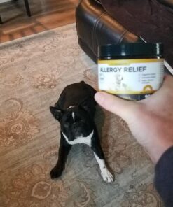 Pet Honesty Dog Allergy Relief Immunity - Dog Allergy Chews, Probiotics for Dogs, Seasonal Allergies, Skin and Coat Supplement, Allergy Itch Relief for Dogs (Salmon) Salmon Single 39 71xRdfxiQNL