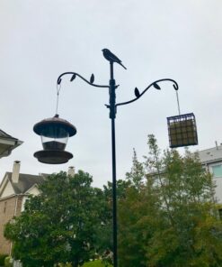 Heath Outdoor Products S-1-8 Single Hanging Suet Feeder , Green 1 10 71xT9ntm4L